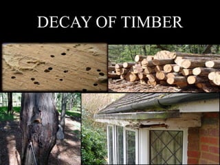 DECAY OF TIMBER
 
