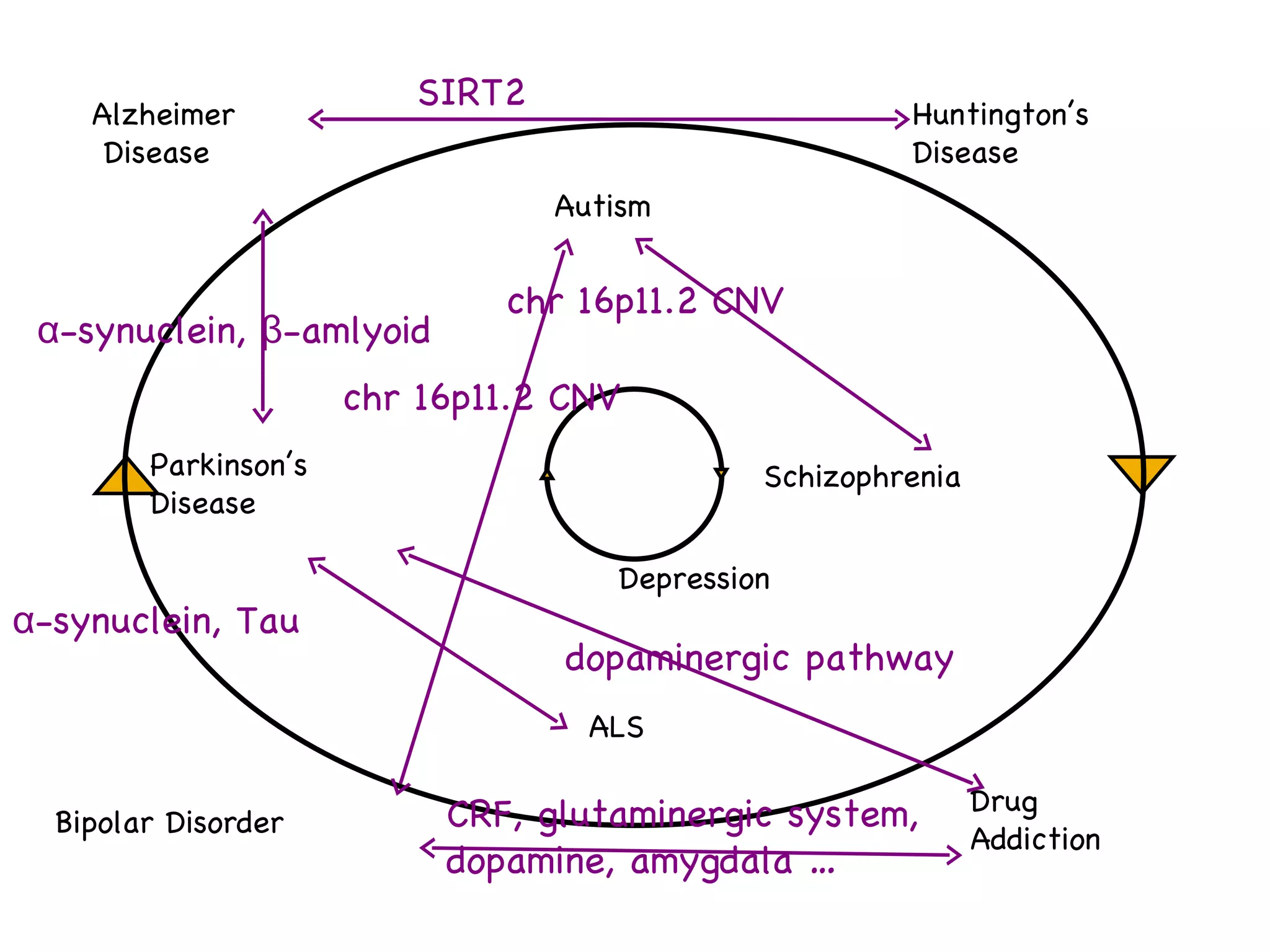 dopaminergic pathway α-synuclein, β-amlyoid α-synuclein, Tau chr 16p11.2 CNV chr 16p11.2 CNV CRF, glutaminergic system, dopamine, amygdala … Alzheimer Disease Parkinson’s  Disease Schizophrenia Autism Bipolar Disorder Drug  Addiction Huntington’s  Disease ALS Depression SIRT2  