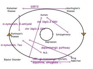 dopaminergic pathway α-synuclein, β-amlyoid α-synuclein, Tau chr 16p11.2 CNV chr 16p11.2 CNV CRF, glutaminergic system, dopamine, amygdala … Alzheimer Disease Parkinson’s  Disease Schizophrenia Autism Bipolar Disorder Drug  Addiction Huntington’s  Disease ALS Depression SIRT2  