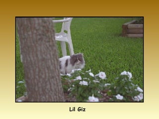 Lil Giz 