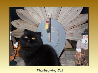 Thanksgiving Cat 