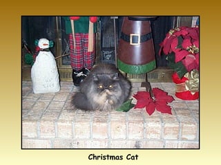 Christmas Cat 