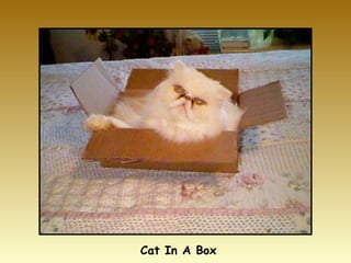 Cat In A Box 