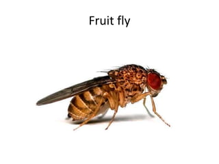 Fruit fly
 