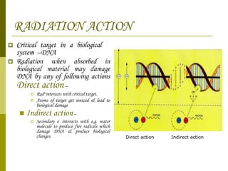 RADIATION ACTION Critical target in a biological  system  –DNA Radiation when absorbed in biological material may damage DNA by any of following actions  Direct action  –  Rad n  interacts with critical target. Atoms of target get ionized & lead to biological damage Indirect action  – Secondary e -  interacts with e.g. water molecule to produce free radicals which damage DNA & produce biological changes. Indirect action Direct action 
