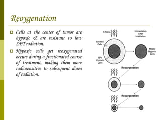 Reoygenation Cells at the center of tumor are hypoxic & are resistant to low LET radiation. Hypoxic cells get reoxygenated occurs during a fractionated course of treatment, making them more radiosensitive to subsequent doses of radiation. 