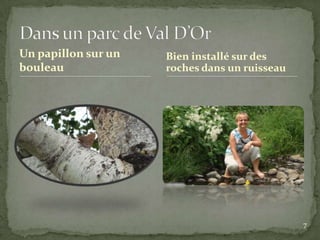 Un papillon sur un   Bien installé sur des
bouleau              roches dans un ruisseau




                                               7
 