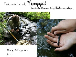 Then, under a rock, Youppi!
                          Here is the Northern Dusky Salamander.




 Finally, let’s go back
 to…
 