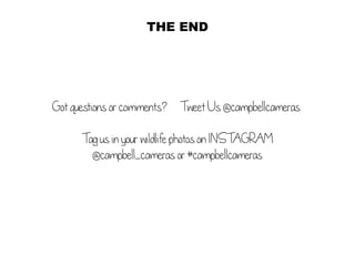 THE END
Got questions or comments? 	 Tweet Us @campbellcameras
Tag us in your wildlife photos on INSTAGRAM
@campbell_cameras or #campbellcameras
 