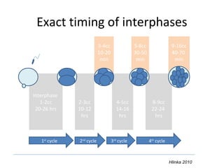 5-8cc
30-50
min
9-16cc
40-70
min
3-4cc
10-20
min
8-9cc
22-24
hrs
4-5cc
14-16
hrs
2-3cc
10-12
hrs
Interphase
1-2cc
20-26 hrs
Exact timing of interphases
1st
cycle 2nd
cycle 3rd
cycle 4th
cycle
Hlinka 2010
 