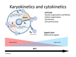 Cell Cycle
Nuclear organization and Mitosis
Cellular organization
Cell division
Cell synchronicity
Zygotic Clock
Maternal to zygotic
Fertilization
Maternal control Zygotic control
Karyokinetics and cytokinetics
 