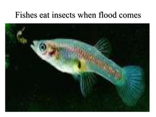 Fishes eat insects when flood comes
 