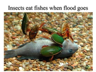 Insects eat fishes when flood goes
 