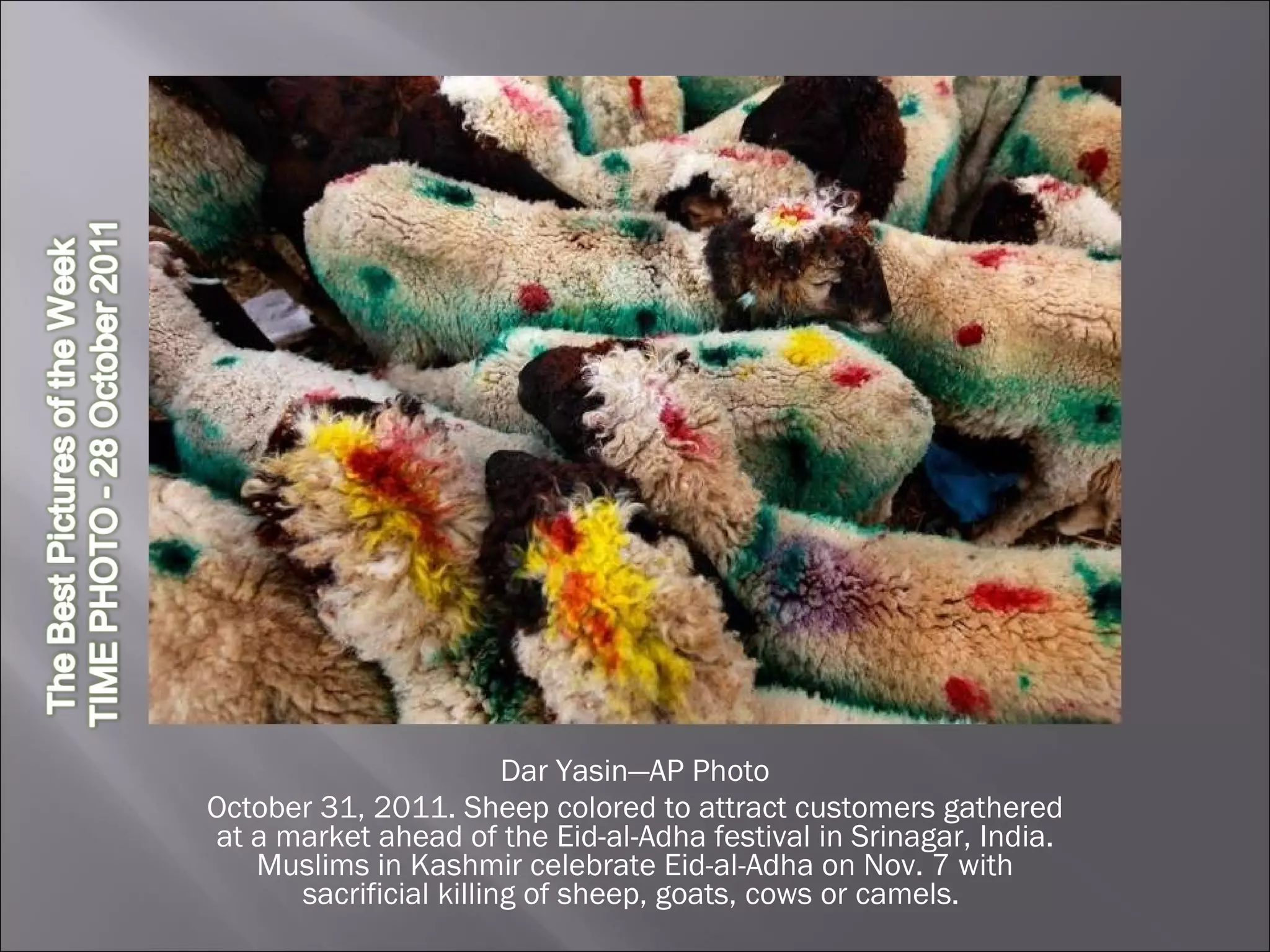 Dar Yasin—AP Photo October 31, 2011. Sheep colored to attract customers gathered at a market ahead of the Eid-al-Adha festival in Srinagar, India. Muslims in Kashmir celebrate Eid-al-Adha on Nov. 7 with sacrificial killing of sheep, goats, cows or camels.  