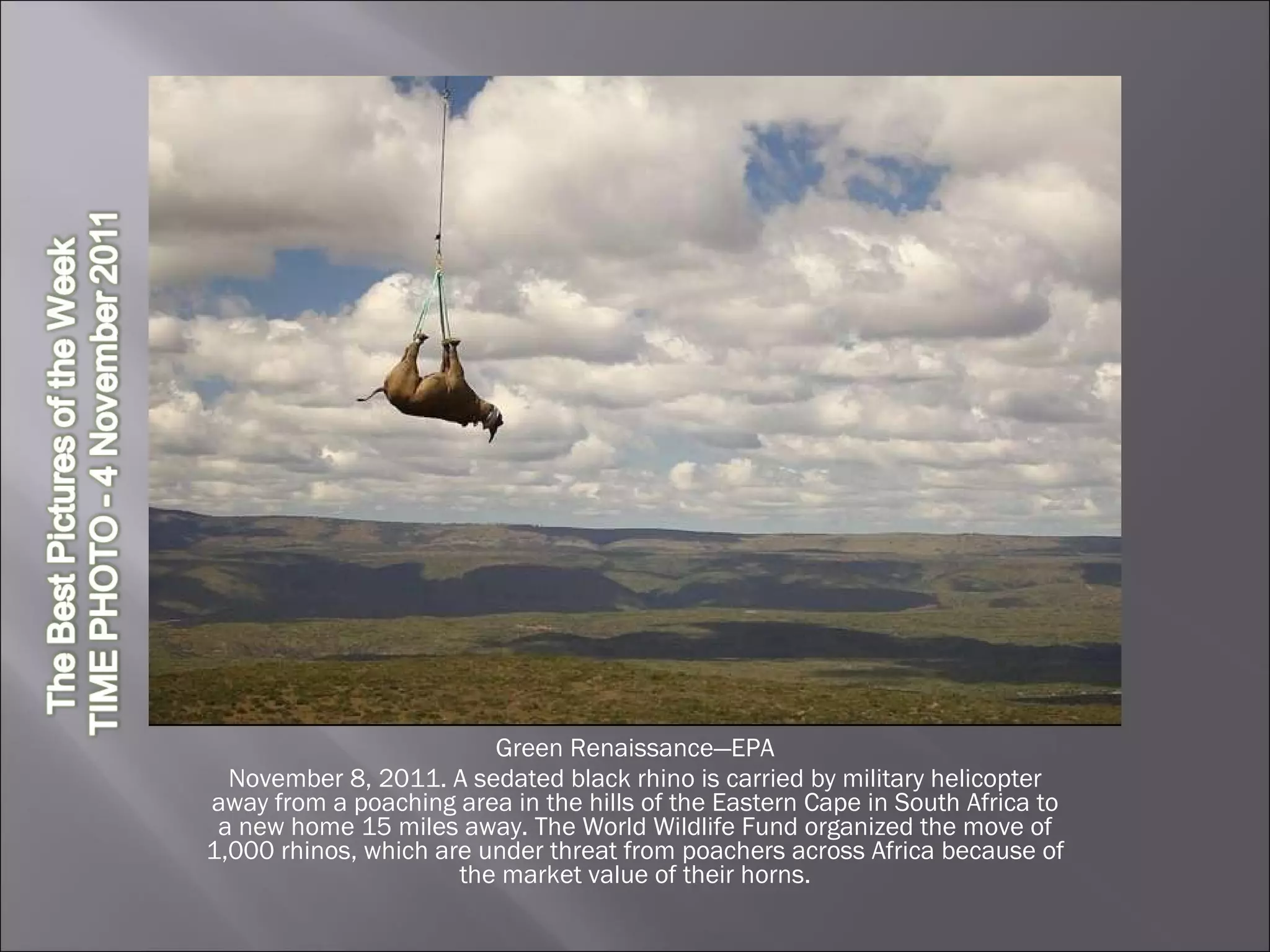 Green Renaissance—EPA November 8, 2011. A sedated black rhino is carried by military helicopter away from a poaching area in the hills of the Eastern Cape in South Africa to a new home 15 miles away. The World Wildlife Fund organized the move of 1,000 rhinos, which are under threat from poachers across Africa because of the market value of their horns. 