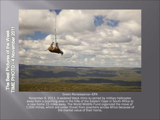 Green Renaissance—EPA November 8, 2011. A sedated black rhino is carried by military helicopter away from a poaching area in the hills of the Eastern Cape in South Africa to a new home 15 miles away. The World Wildlife Fund organized the move of 1,000 rhinos, which are under threat from poachers across Africa because of the market value of their horns. 