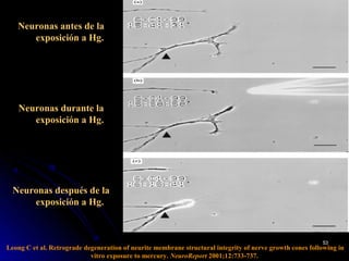 Neuronas antes de la
      exposición a Hg.




    Neuronas durante la
       exposición a Hg.




  Neuronas después de la
      exposición a Hg.



                                                                                                          53
Leong C et al. Retrograde degeneration of neurite membrane structural integrity of nerve growth cones following in
                            vitro exposure to mercury. NeuroReport 2001;12:733-737.
 