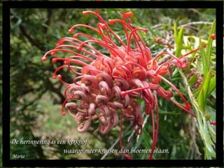 Maria De herinnering is een kerkhof ,  waarop meer kruisen dan bloemen staan. 
