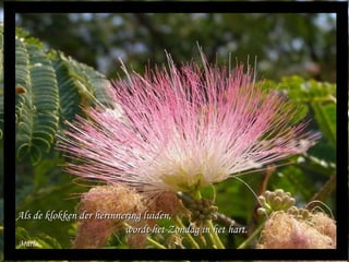 Maria Als de klokken der herinnering luiden,  wordt het Zondag in het hart. 