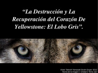 Víctor Takeshi Yamasaki Durán Grupo: 9212
Teoría de la Imagen I: Unidad 2 Tema 1&2
“La Destrucción y La 
Recuperación del Corazón De 
Yellowstone: El Lobo Gris”.
 