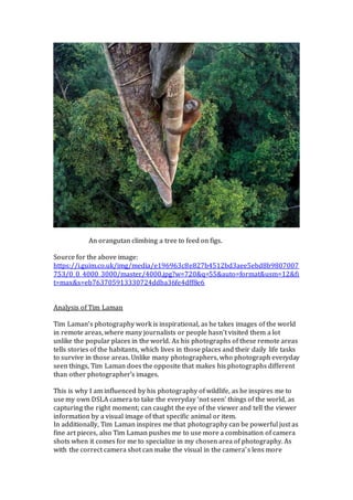 An orangutan climbing a tree to feed on figs.
Source for the above image:
https://i.guim.co.uk/img/media/e196963c8e827b4512bd3aee5ebd8b9807007
753/0_0_4000_3000/master/4000.jpg?w=720&q=55&auto=format&usm=12&fi
t=max&s=eb763705913330724ddba36fe4dff8e6
Analysis of Tim Laman
Tim Laman’s photography work is inspirational, as he takes images of the world
in remote areas, where many journalists or people hasn’t visited them a lot
unlike the popular places in the world. As his photographs of these remote areas
tells stories of the habitants, which lives in those places and their daily life tasks
to survive in those areas. Unlike many photographers, who photograph everyday
seen things, Tim Laman does the opposite that makes his photographs different
than other photographer’s images.
This is why I am influenced by his photography of wildlife, as he inspires me to
use my own DSLA camera to take the everyday ‘not seen’ things of the world, as
capturing the right moment; can caught the eye of the viewer and tell the viewer
information by a visual image of that specific animal or item.
In additionally, Tim Laman inspires me that photography can be powerful just as
fine art pieces, also Tim Laman pushes me to use more a combination of camera
shots when it comes for me to specialize in my chosen area of photography. As
with the correct camera shot can make the visual in the camera’s lens more
 