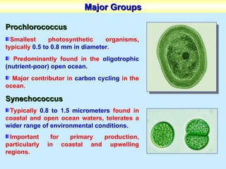 Prochlorococcus In Ocean Concepts and applications of marine microbes | PPT