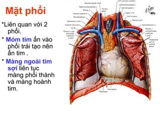 Mặt phổi
*Liên quan với 2
phổi.
* Mỏm tim ấn vào
phổi trái tạo nên
ấn tim .
* Màng ngoài tim
sợi liên tục
màng phổi thành
và màng hoành
tim.
 