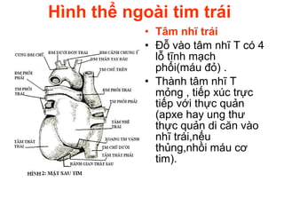 Hình thể ngoài tim trái
• Tâm nhĩ trái
• Đỗ vào tâm nhĩ T có 4
lỗ tĩnh mạch
phổi(máu đỏ) .
• Thành tâm nhĩ T
mỏng , tiếp xúc trực
tiếp với thực quản
(apxe hay ung thư
thực quản di căn vào
nhĩ trái,nếu
thủng,nhồi máu cơ
tim).
 