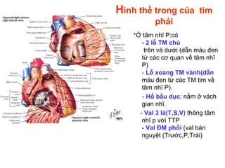 Hình thể trong của tim
phải
*Ở tâm nhĩ P:có
- 2 lỗ TM chủ
trên và dưới (dẫn máu đen
từ các cơ quan về tâm nhĩ
P)
- Lỗ xoang TM vành(dẫn
máu đen từ các TM tim về
tâm nhĩ P).
- Hố bầu dục: nằm ở vách
gian nhĩ.
- Val 3 lá(T,S,V) thông tâm
nhĩ p với TTP
- Val ĐM phổi (val bán
nguyệt (Trước,P,Trái)
 