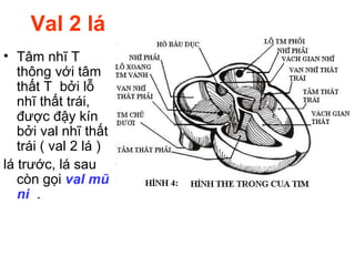 Val 2 lá
• Tâm nhĩ T
thông với tâm
thất T bởi lỗ
nhĩ thất trái,
được đậy kín
bởi val nhĩ thất
trái ( val 2 lá )
lá trước, lá sau
còn gọi val mũ
ni .
 