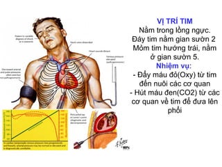 VỊ TRÍ TIM
Nằm trong lồng ngực.
Đáy tim nằm gian sườn 2
Mỏm tim hướng trái, nằm
ở gian sườn 5.
Nhiệm vụ:
- Đẩy máu đỏ(Oxy) từ tim
đến nuôi các cơ quan
- Hút máu đen(CO2) từ các
cơ quan về tim để đưa lên
phổi
 
