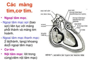 Các màng
tim,cơ tim.
• Ngoại tâm mạc.
- Ngoại tâm mạc sợi (bao
sợi) liên tục với màng
phổi thành và màng tim
hoành.
- Ngoai tâm mạc thanh mạc:
2 lá(thành, tạng) khoang
ảo(ổ ngoại tâm mạc)
• Cơ tim
• Nội tâm mạc: lót trong
cùng(viêm nội tâm mạc)
 