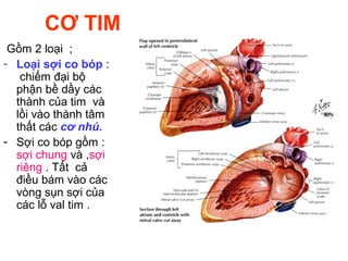 CƠ TIM
Gồm 2 loại ;
- Loại sợi co bóp :
chiếm đại bộ
phận bề dầy các
thành của tim và
lồi vào thành tâm
thất các cơ nhú.
- Sợi co bóp gồm :
sợi chung và ,sợi
riêng . Tất cả
điều bám vào các
vòng sụn sợi của
các lỗ val tim .
 