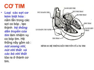 CƠ TIM
• Loại các sợi cơ
kém biệt hóa :
nằm lẫn trong các
sợi co bóp , tạo
thành hệ thống
dẫn truyền của
tim làm nhiệm vụ
co bóp tim. Hệ
thống nầy gồm có :
nút xoang nhĩ,
nút nhĩ thất và
các bó nhĩ thất
tỏa ra ở thành cơ
tim.
 