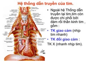 Hệ thống dẫn truyền của tim.
• Ngoài hệ Thống dẫn
truyền tại tim,tim còn
được chi phối bởi
đám rối thần kinh tim ,
gồm :
• TK giao cảm (nhịp
tim nhanh)
• TK đối giao cảm :
TK X (nhanh nhịp tim).
 
