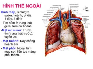 HÌNH THỂ NGOÀI
Hình tháp, 3 mặt(ức
sườn, hoành, phổi),
1 đáy, 1 đỉnh
- Tim nằm ở trung thất
giữa, trên cơ hoành.
-Mặt ức sườn: Trước
tim(trung thất trước):
tuyến ức.
- Mặt hoành: Dây chằng
hoành tim
- Mặt phổi: Ngoại tâm
mạc sợi, liên tục màng
phổi thành.
 