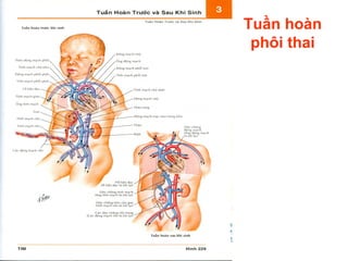 Tuần hoàn
phôi thai
 