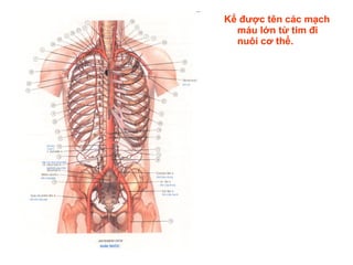 Kể được tên các mạch
máu lớn từ tim đi
nuôi cơ thể.
 