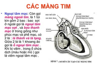 CÁC MÀNG TIM
• Ngoại tâm mạc: Còn gọi
màng ngoài tim, là 1 túi
kín gồm 2 bao : bao sợi
ở ngoài gọi là ngoại tâm
mạc sợi , và bao thanh
mạc ở trong giống như
phúc mạc và phế mạc, có
2 lá : lá thành và lá tạng.
Giữa 2 lá là 1 khoang ảo
gọi là ổ ngoại tâm mạc .
Khi bị viêm , trong ổ chứa
dịch (máu hoặc mũ ) gọi
là viêm ngoại tâm mạc .
 