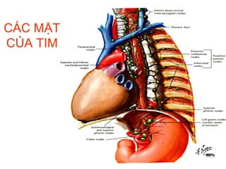 CÁC MẶT
CỦA TIM
 