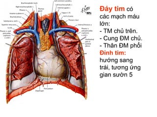 Đáy tim có
các mạch máu
lớn:
- TM chủ trên.
- Cung ĐM chủ.
- Thân ĐM phổi
Đỉnh tim:
hướng sang
trái, tương ứng
gian sườn 5
 