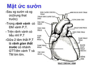 Mặt ức sườn
-Sau xg sườn và xg
ức(trung that
trước)
-Trong rãnh vành có
ĐM vành P,T.
- Trên rãnh vành có
tiểu nhĩ P,T
-Giữa 2 tâm thất P,T
là rãnh gian thất
trước có nhánh
GTT/đm vành T và
TM tim lớn.
 