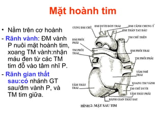 Mặt hoành tim
• Nằm trên cơ hoành
- Rãnh vành: ĐM vành
P nuôi mặt hoành tim,
xoang TM vành:nhận
máu đen từ các TM
tim đỗ vào tâm nhĩ P.
- Rãnh gian thất
sau:có nhánh GT
sau/đm vành P, và
TM tim giữa.
 
