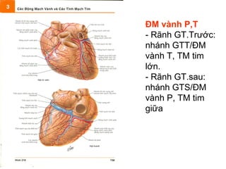 ĐM vành P,T
- Rãnh GT.Trước:
nhánh GTT/ĐM
vành T, TM tim
lớn.
- Rãnh GT.sau:
nhánh GTS/ĐM
vành P, TM tim
giữa
 