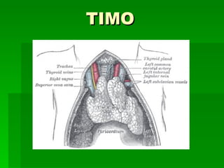 Timo | PPT