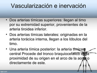 Vascularización e inervación
• Dos arterias tímicas superiores: llegan al timo
por su extremidad superior, provenientes de la
arteria tiroidea inferior.
• Dos arterias tímicas laterales: originadas en la
arteria torácica interna, llegan a los lóbulos del
timo.
• Una arteria tímica posterior: la arteria tímicas
central Procede del tronco braquiocefálico en la
proximidad de su origen en el arco de la aorta o
directamente de este.
 