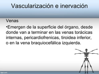Venas
•Emergen de la superficie del órgano, desde
donde van a terminar en las venas torácicas
internas, pericardiofrenicas, tiroidea inferior,
o en la vena braquiocefálica izquierda.
Vascularización e inervación
 