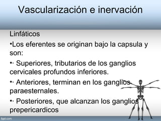 Linfáticos
•Los eferentes se originan bajo la capsula y
son:
•· Superiores, tributarios de los ganglios
cervicales profundos inferiores.
•· Anteriores, terminan en los ganglios
paraesternales.
•· Posteriores, que alcanzan los ganglios
prepericardicos
Vascularización e inervación
 