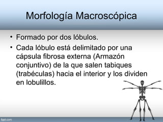 Morfología Macroscópica
• Formado por dos lóbulos.
• Cada lóbulo está delimitado por una
cápsula fibrosa externa (Armazón
conjuntivo) de la que salen tabiques
(trabéculas) hacia el interior y los dividen
en lobulillos.
 