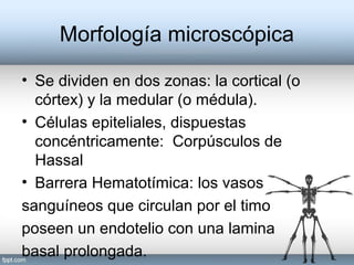 Morfología microscópica
• Se dividen en dos zonas: la cortical (o
córtex) y la medular (o médula).
• Células epiteliales, dispuestas
concéntricamente: Corpúsculos de
Hassal
• Barrera Hematotímica: los vasos
sanguíneos que circulan por el timo
poseen un endotelio con una lamina
basal prolongada.
 